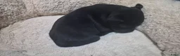 Staffordshire Bull Terrier dogs for sale: KC registered Staffordshire Bull Terrier Puppies  - Advert 24
