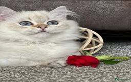 British Shorthair cats for sale: Stunning British shorthair NY 12 kittens - Image 27