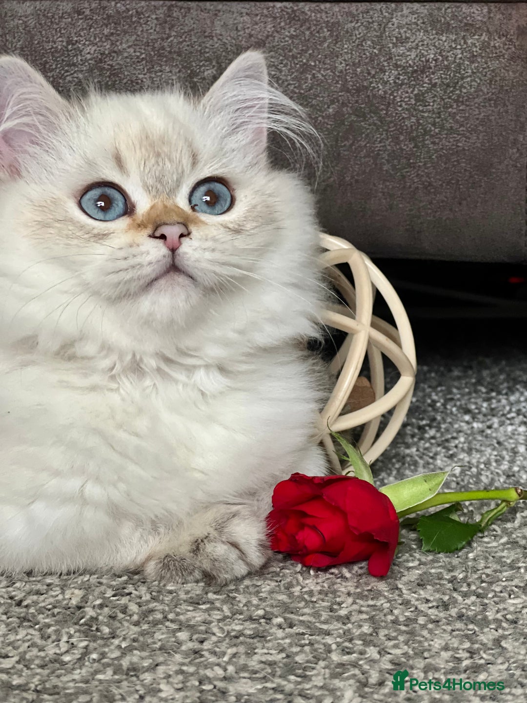 British Shorthair cats for sale: Stunning British shorthair NY 12 kittens - Image 27