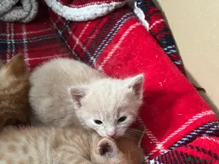 Domestic Shorthair cats Beautiful ginger kittens for sale - Advert 1