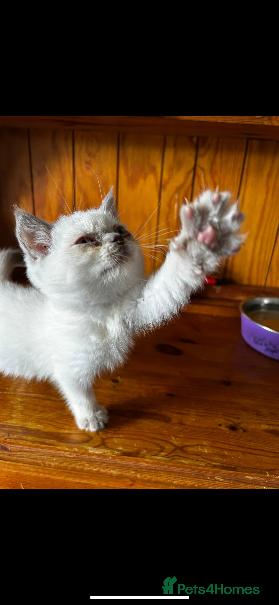 British Shorthair cats for sale: British short haired kittens  - Image 3