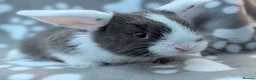 Mini Lop rabbits for sale: Mini Lop Rabbits - Advert 4