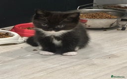 Ragdoll cats for sale: 4 kittens looking for new family  - Image 4