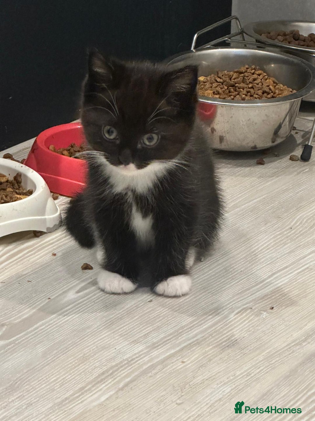 Ragdoll cats for sale: 4 kittens looking for new family  - Image 4
