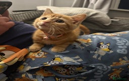 Mixed Breed cats for sale: 11 Week Old Pure Ginger Tabby Kitten Female - Image 2