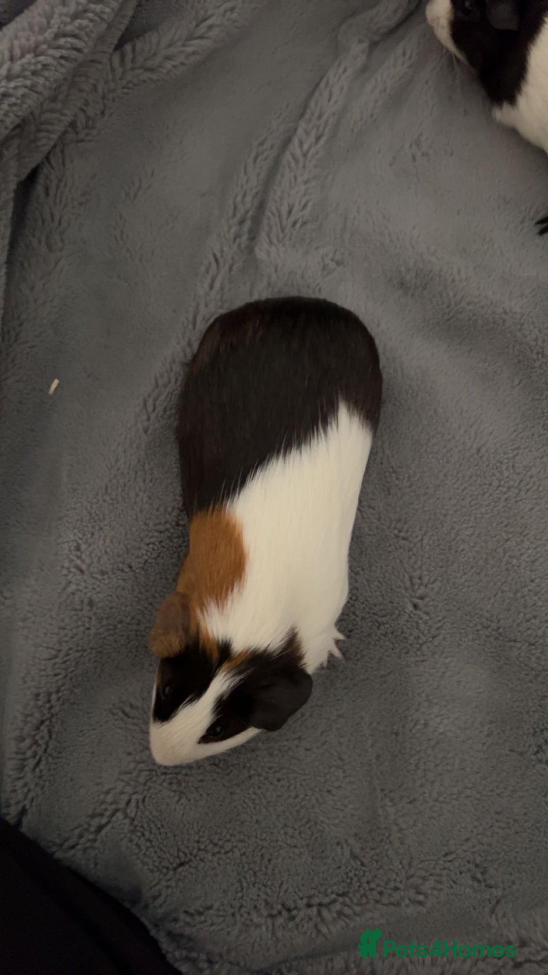 Guinea Pig rodents for sale: Two females for sale - Advert 7