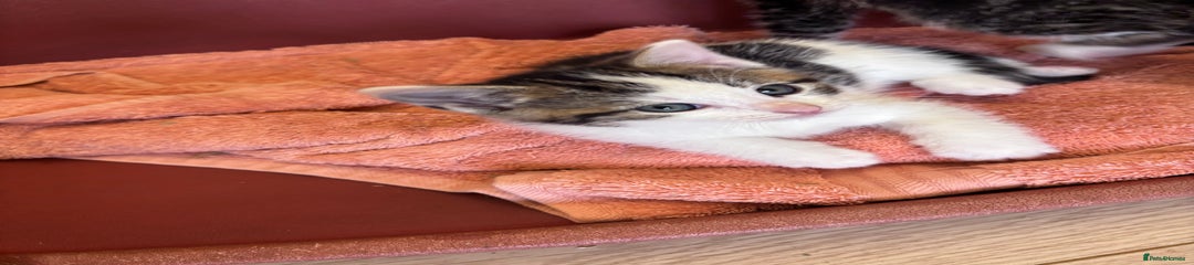 Mixed Breed Kitten 4