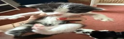 Mixed Breed cats for sale: 5 happy healthy short haired kittens from Lola  - Advert 6