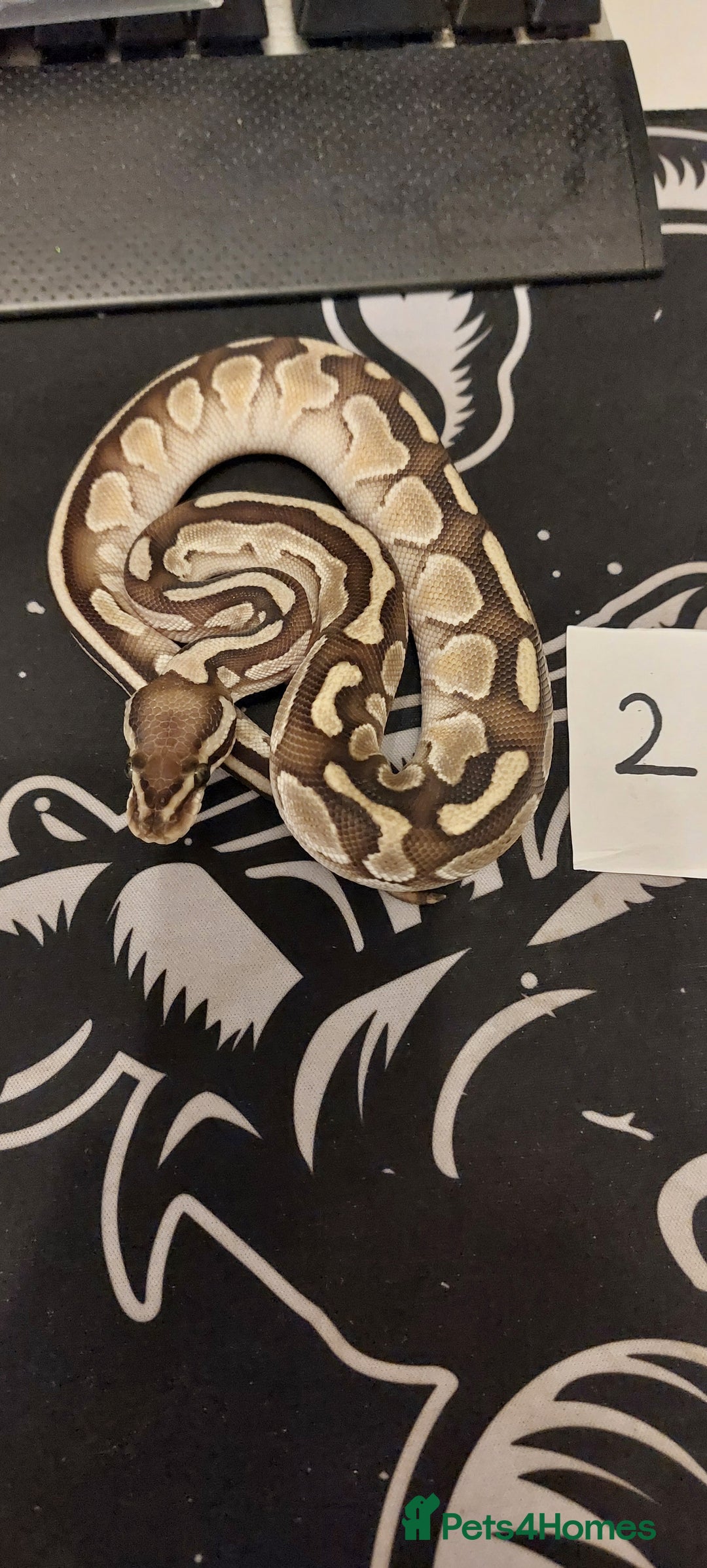 Python Snake reptiles for sale:  royal python Hatchlings  - Advert 2