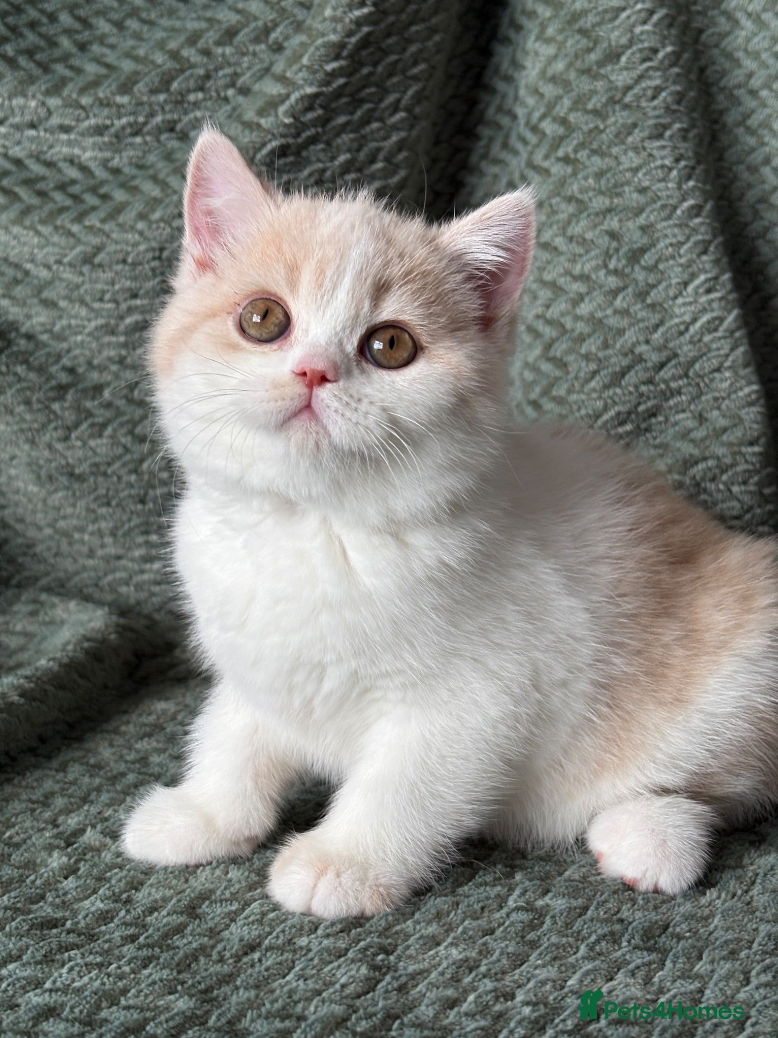 British Shorthair cats Beautiful Gccf registered bsh kittens  - Advert 2