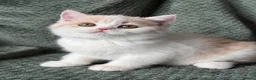 British Shorthair cats for sale: Beautiful Gccf registered bsh kittens  - Advert 1