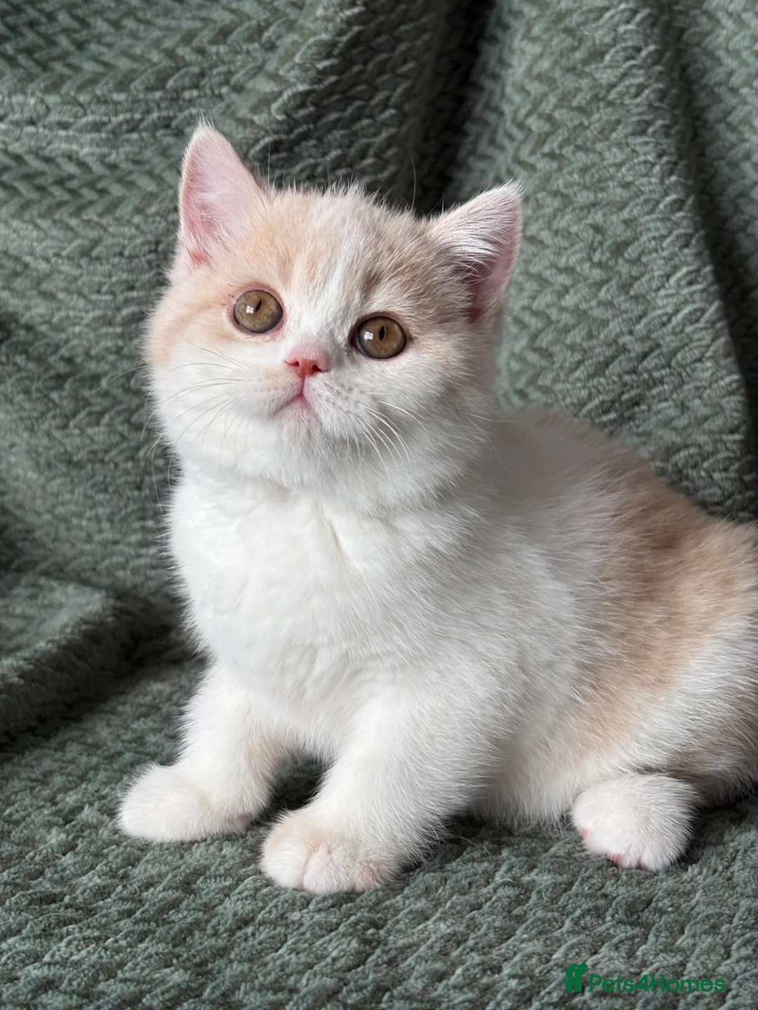 British Shorthair cats for sale: Beautiful Gccf registered bsh kittens  - Advert 1