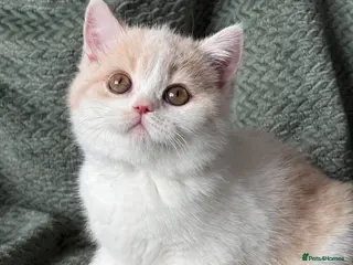 British Shorthair cats Beautiful Gccf registered bsh kittens - Advert 4