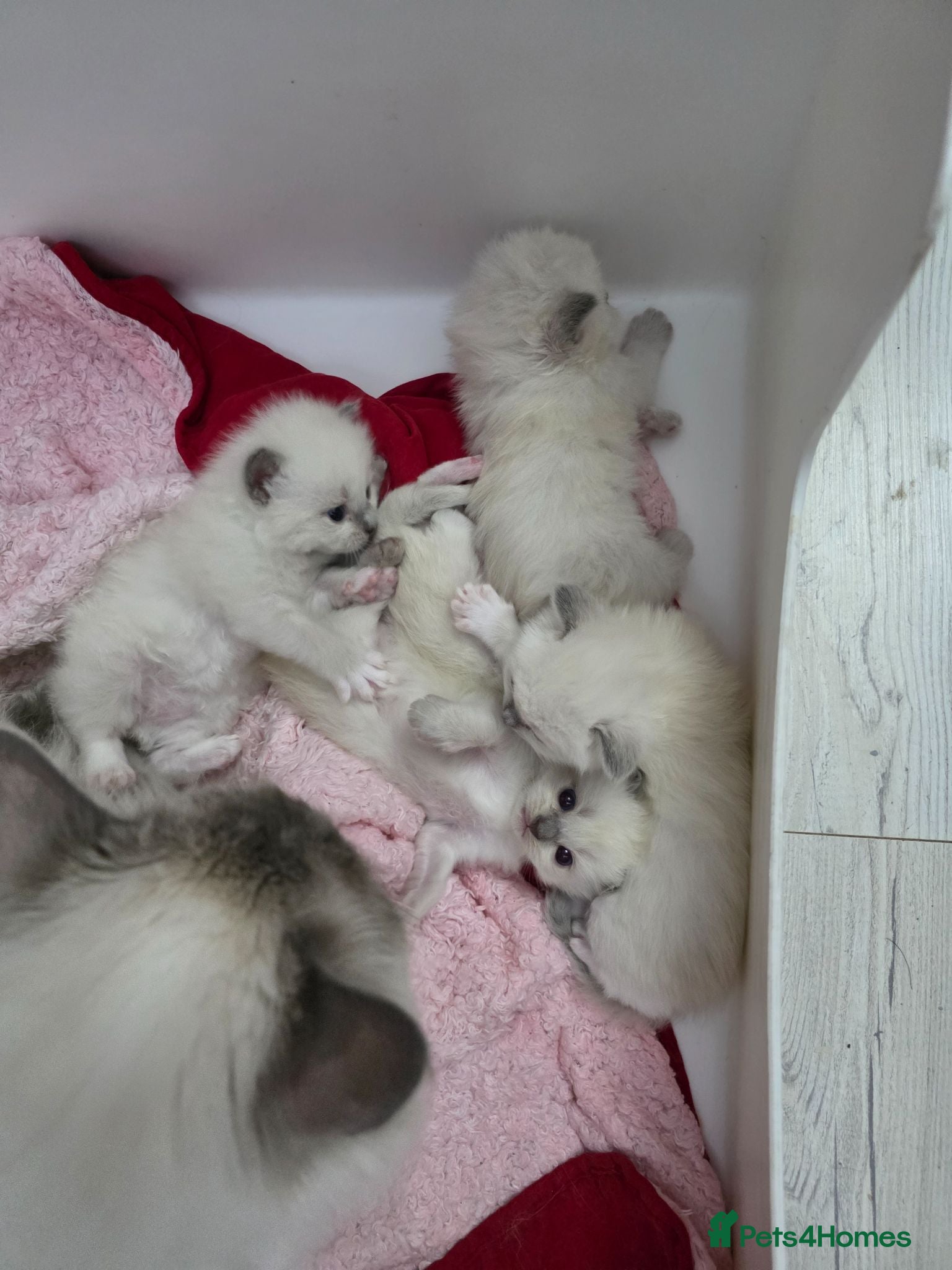 Ragdoll cats GCCF REGISTERED RAGDOLL KITTENS - Advert 2