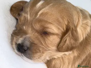 Cockapoo dogs F1 COCKAPOO PUPS - Advert 7