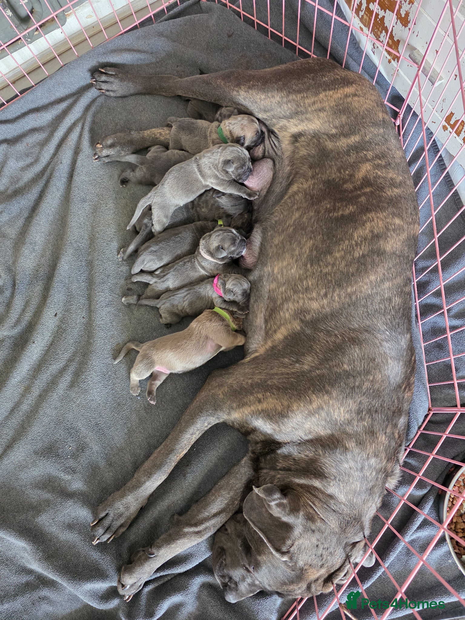 Cane Corso dogs Exceptional Cane Corso Puppies – Elite Bloodlines. - Advert 6