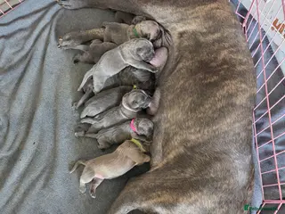 Cane Corso dogs Exceptional Cane Corso Puppies – Elite Bloodlines. - Advert 6