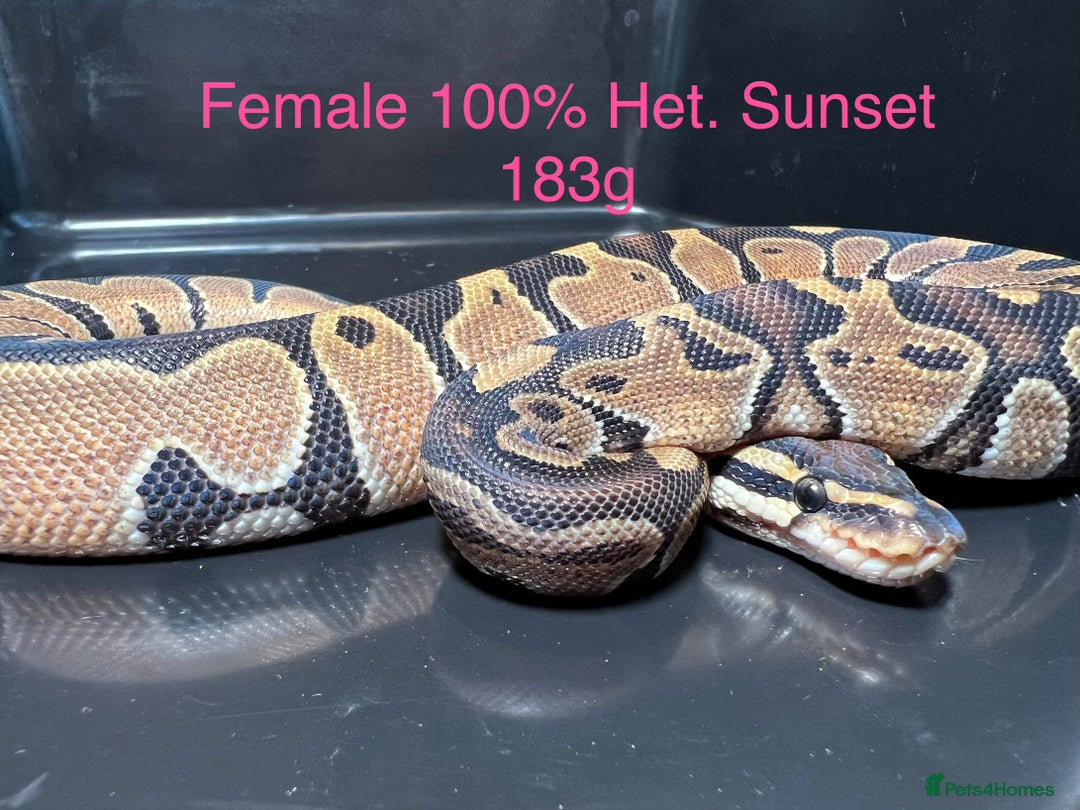 Python Snake reptiles for sale: Royal Pythons / Ball Pythons - Advert 7