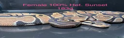 Python Snake reptiles for sale: Royal Pythons / Ball Pythons - Advert 7