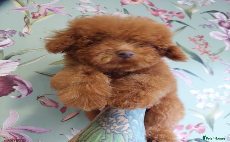 Toy Poodle dogs - Advert 4
