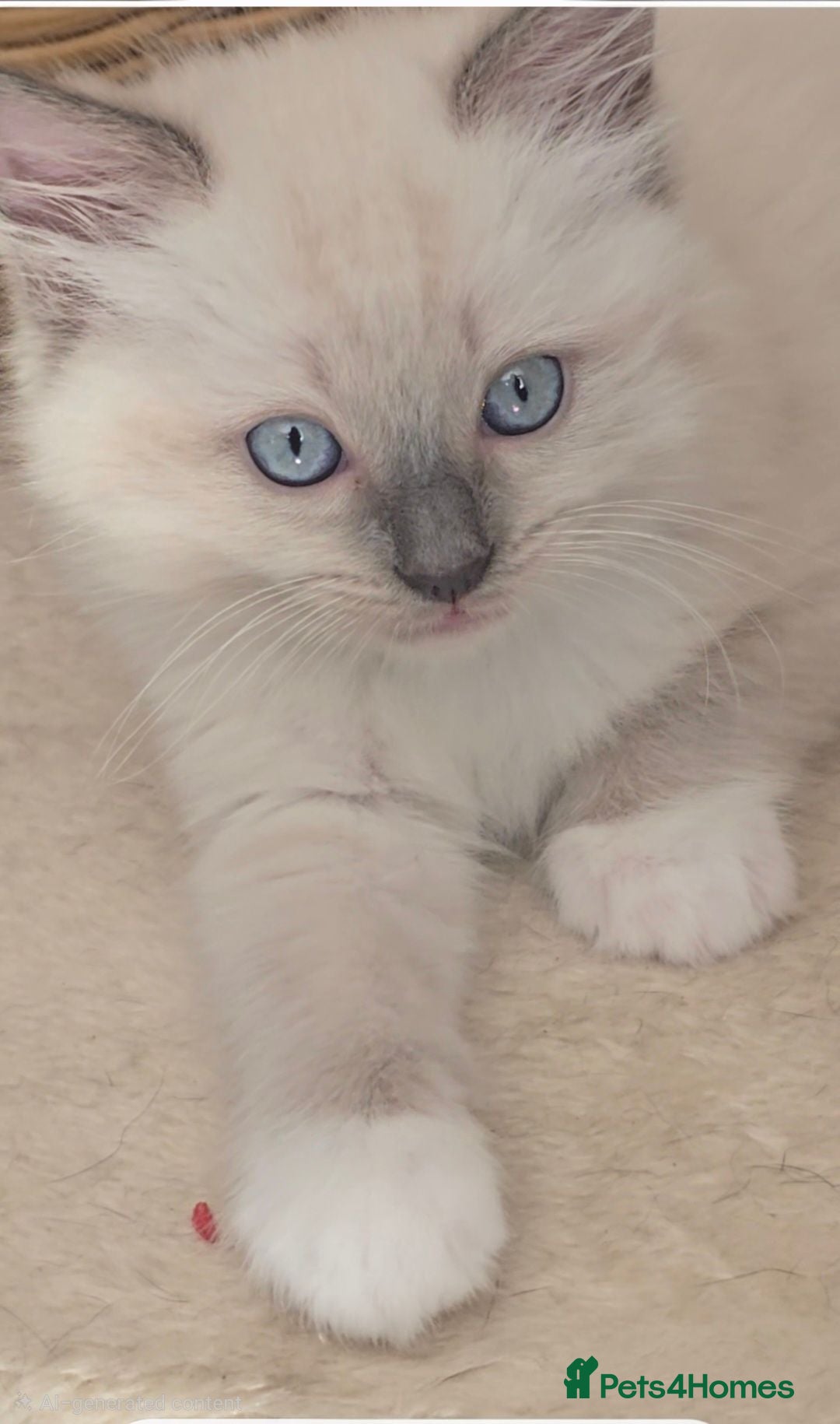 Ragdoll cats Gccf Registered Ragdoll kittens  - Advert 2
