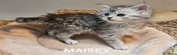 Maine Coon cats for sale: Beautiful Registered Maine Coon kittens  - Advert 6
