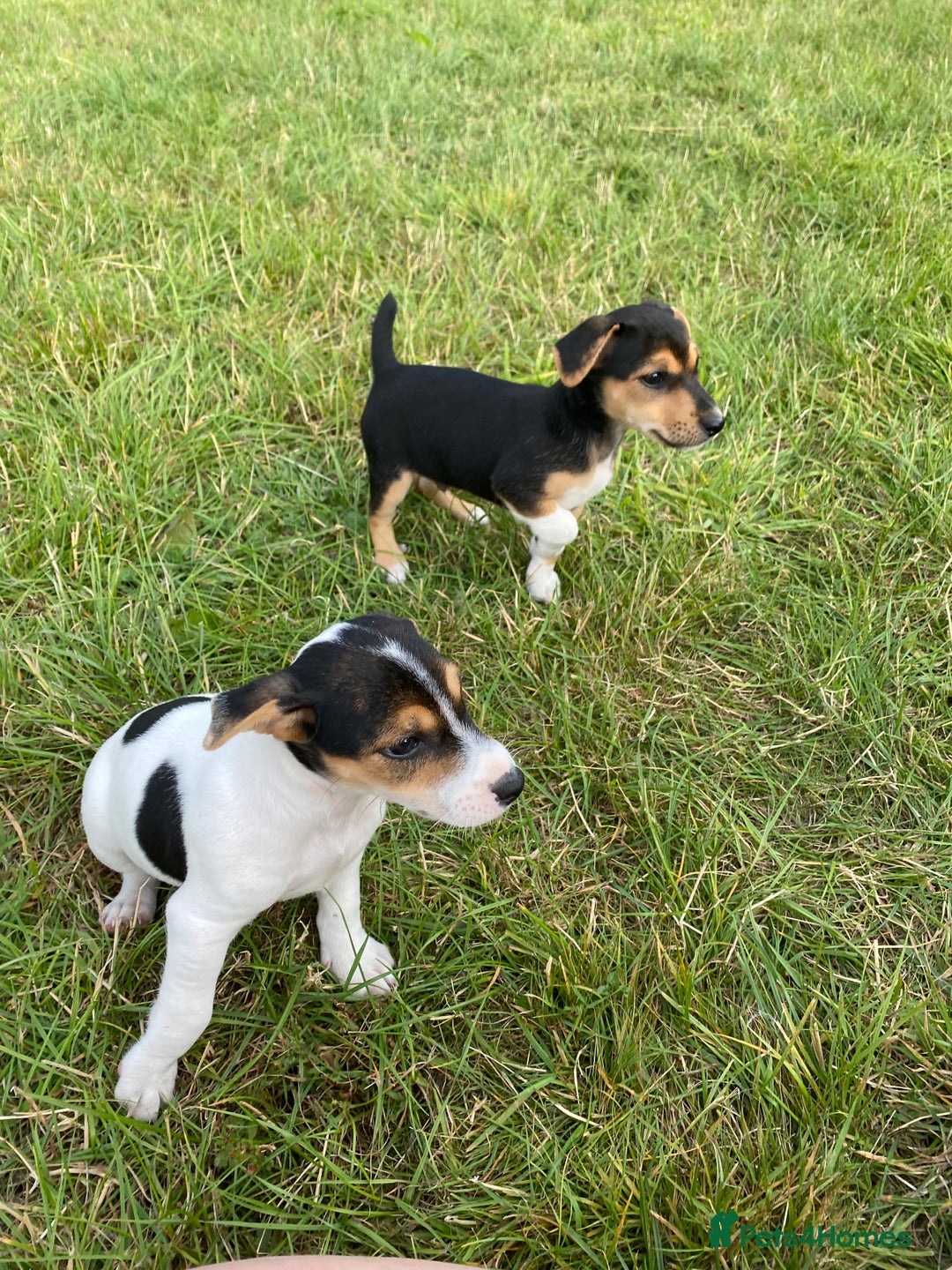 Jack Russell dogs for sale: Short legged smooth coated Jack Russell puppies  - Image 6