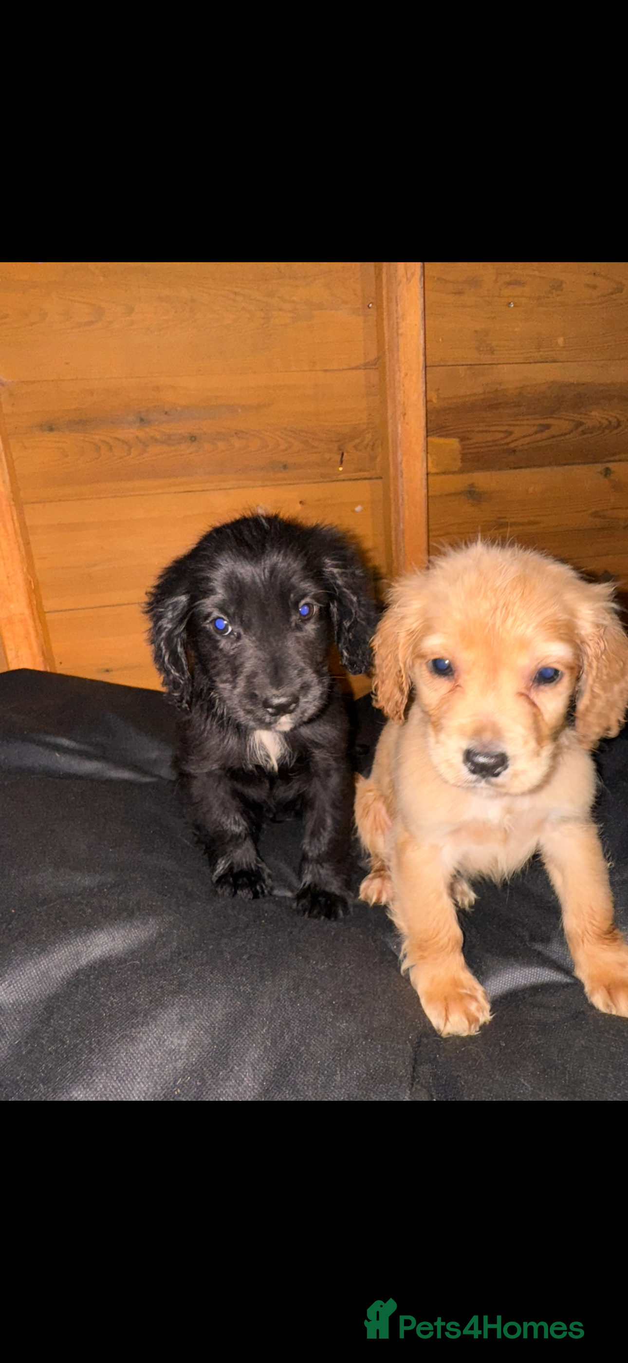 Cockapoo dogs COCKAPOO PUPPIES  - Advert 7