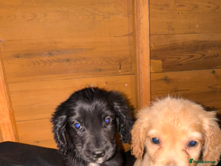 Cockapoo dogs COCKAPOO PUPPIES - Advert 12