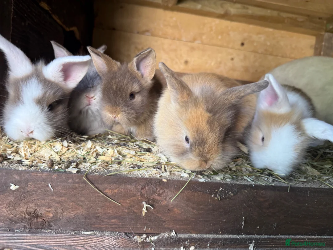 Lionhead rabbits for sale: Lion lop rabbits - boys and girls  - Advert 10