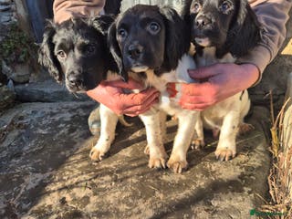 English Springer Spaniel dogs KC Registered Springer Spaniel Puppies - Advert 19