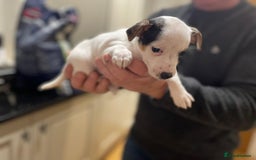 Jack Russell dogs for sale: Short legs Jack Russell  - Advert 2