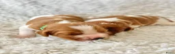 Welsh Springer Spaniel dogs for sale: KC Reg Welsh Springer Spaniels Fully Health Tested - Advert 2