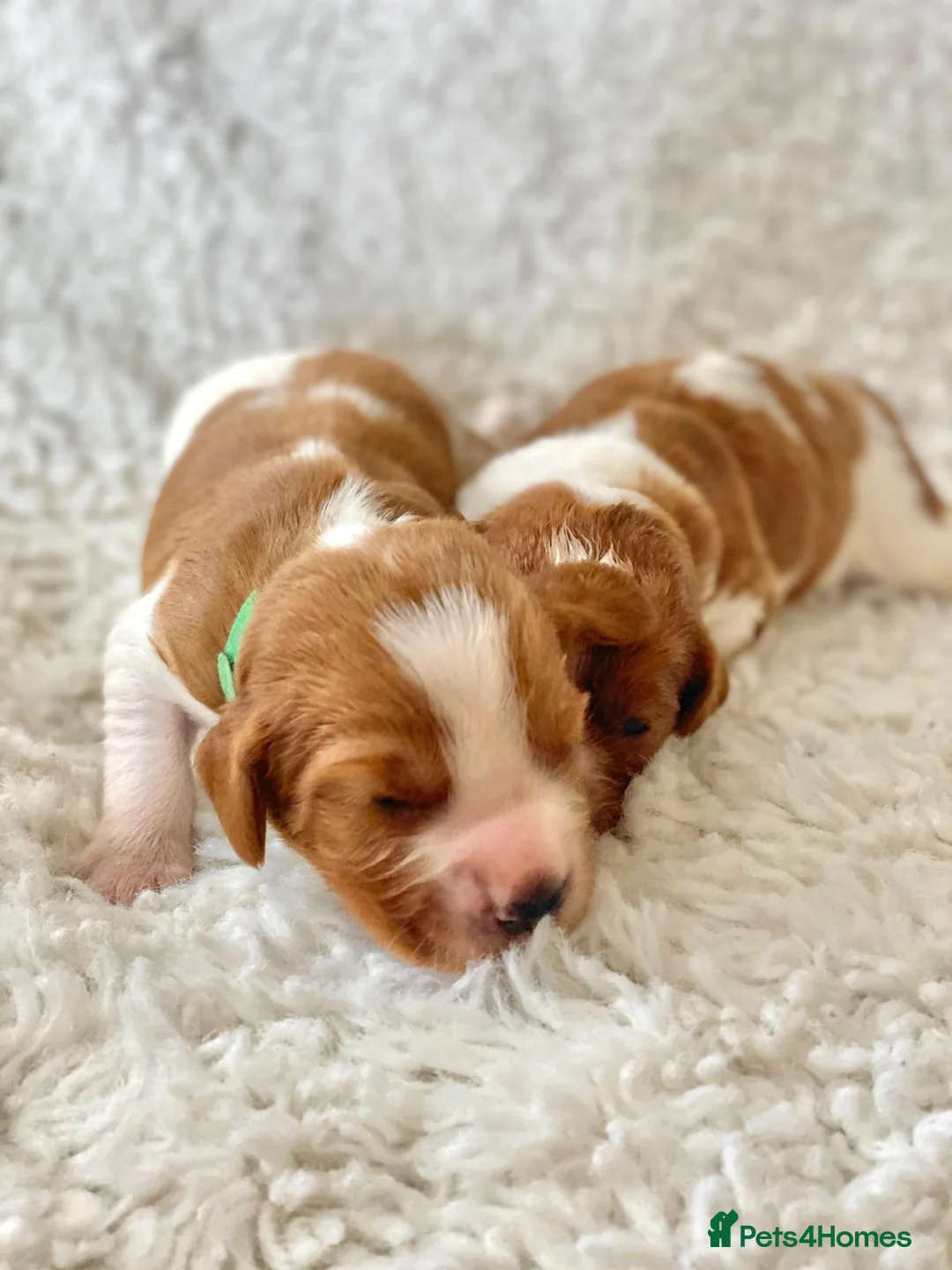 Welsh Springer Spaniel dogs for sale: KC Reg Welsh Springer Spaniels Fully Health Tested - Advert 2