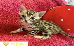 Bengal cats for sale: Beautiful Bengal Kittens  - Image 11
