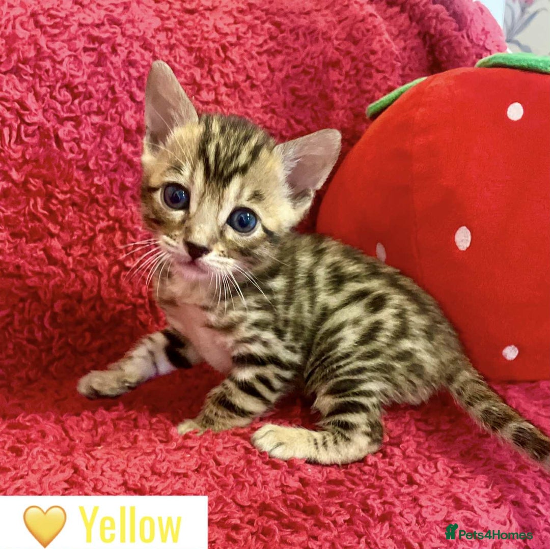 Bengal cats for sale: Beautiful Bengal Kittens  - Image 11