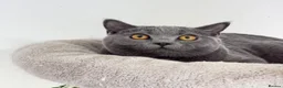 British Shorthair cats for sale: British short hair boy- GCCF registered - Advert 8