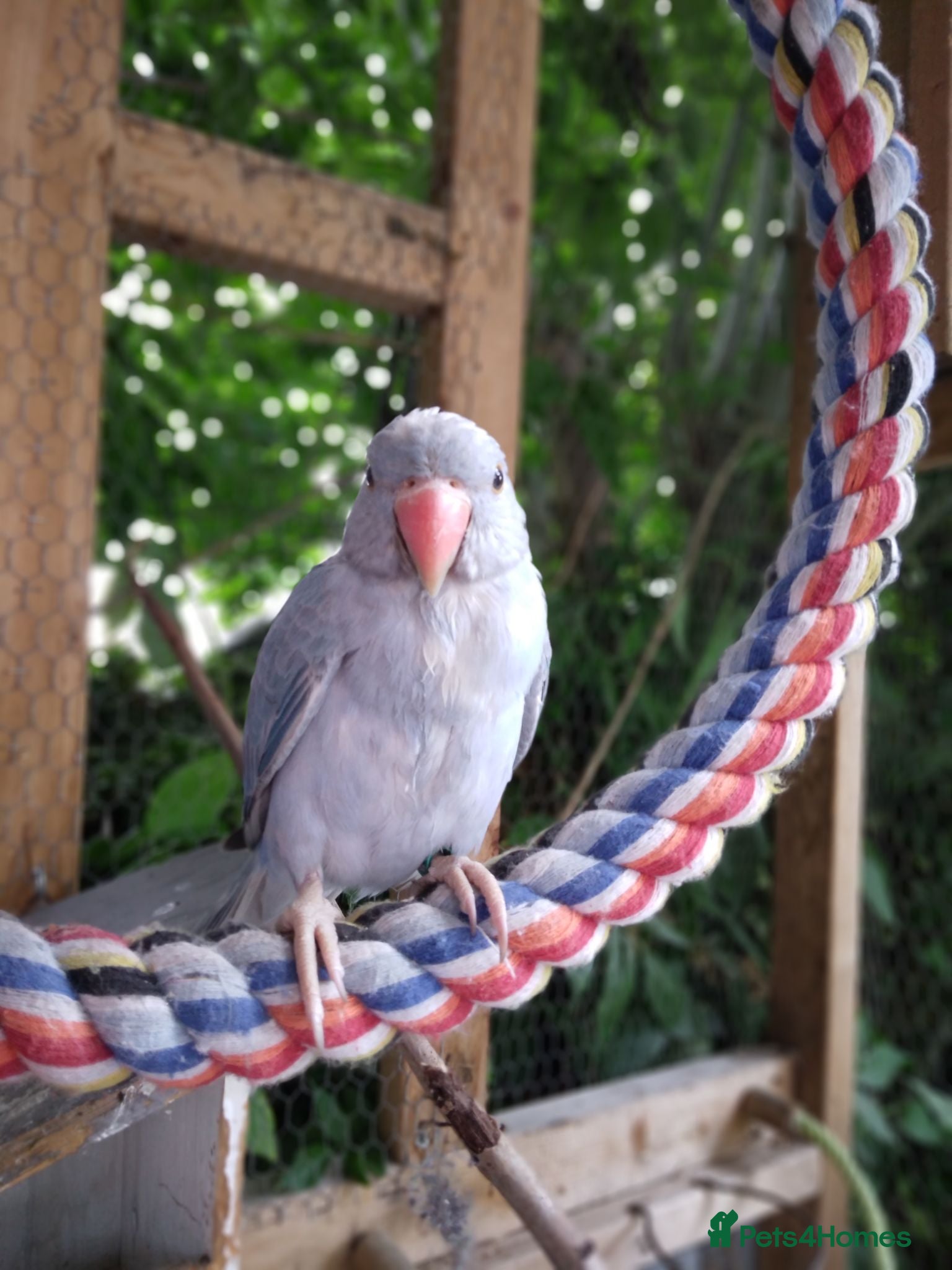 Ringnecks birds Ringneck  - Advert 2