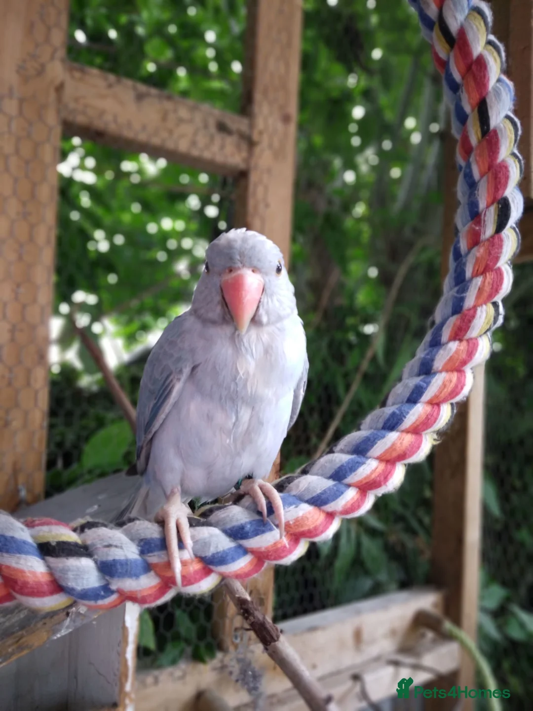 Ringnecks birds for sale: Ringneck  - Advert 1