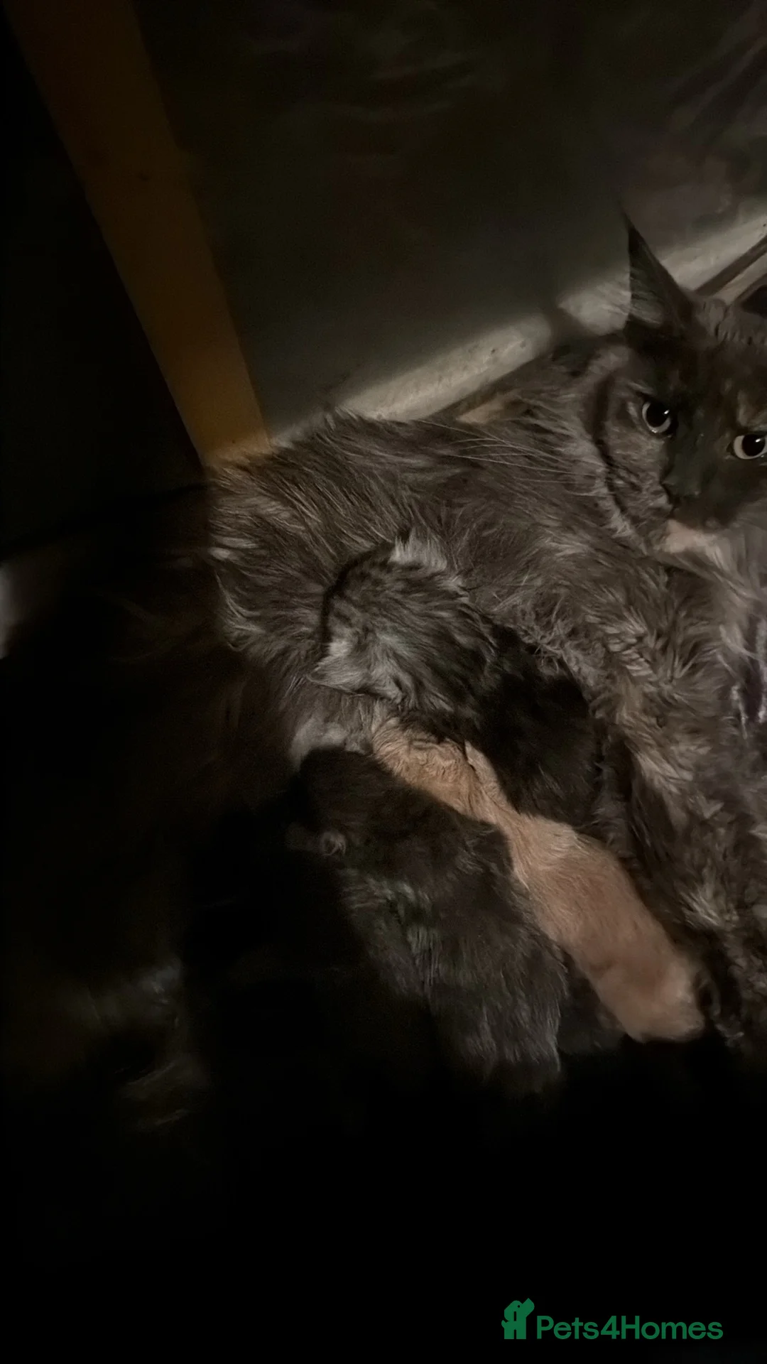 Maine Coon cats for sale: Maine Coon kittens and adults - Advert 1