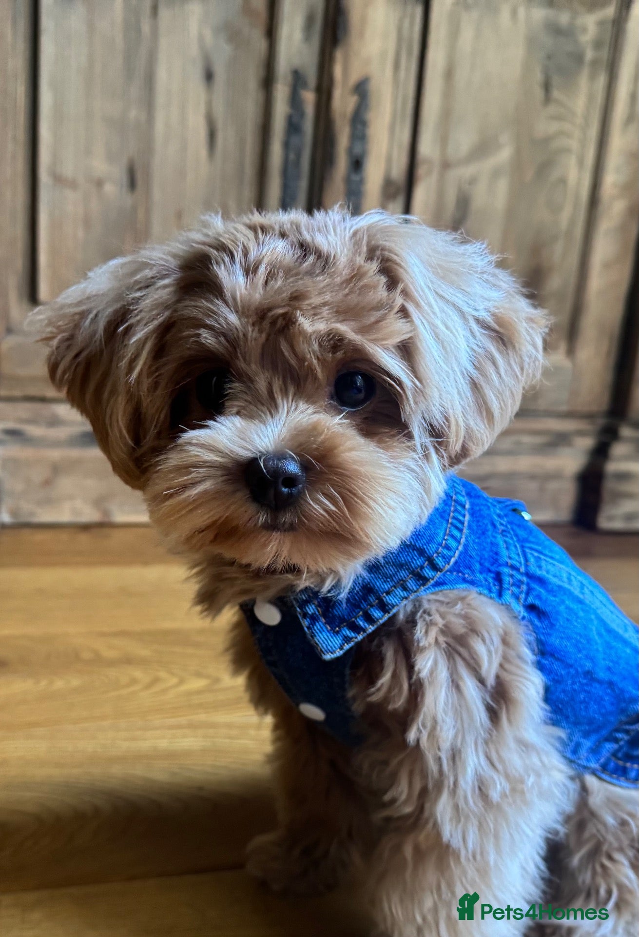 Maltipoo dogs Asian/Korean Maltipoo. DNA tested parents. - Advert 1