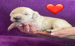 Golden Retriever dogs for sale: KC Reg Cream Boys from health tested parents.  - Image 19