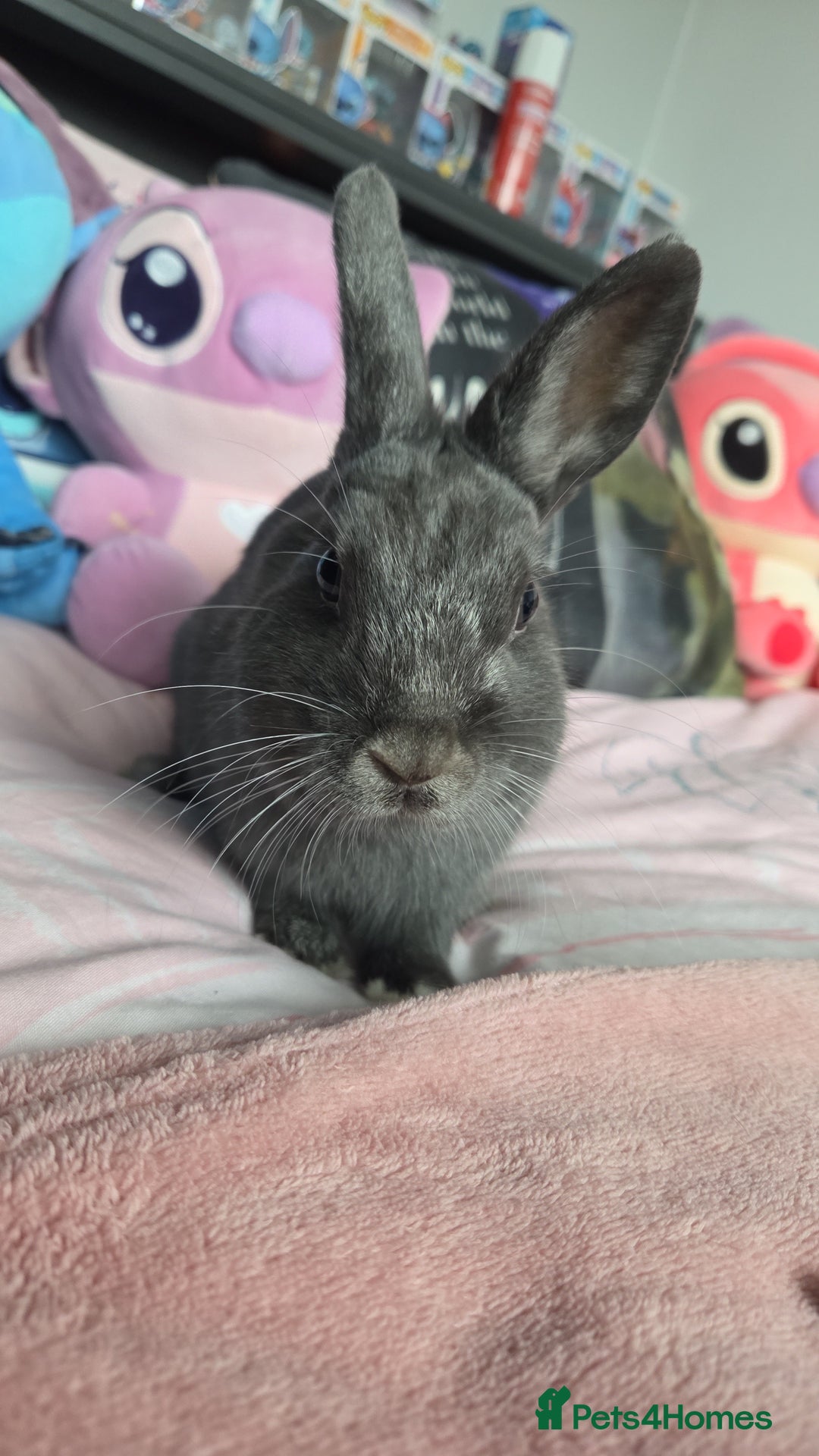 Netherland Dwarf rabbits for sale: Blue/grey Netherland Dwarf 9 month old Female - Advert 4