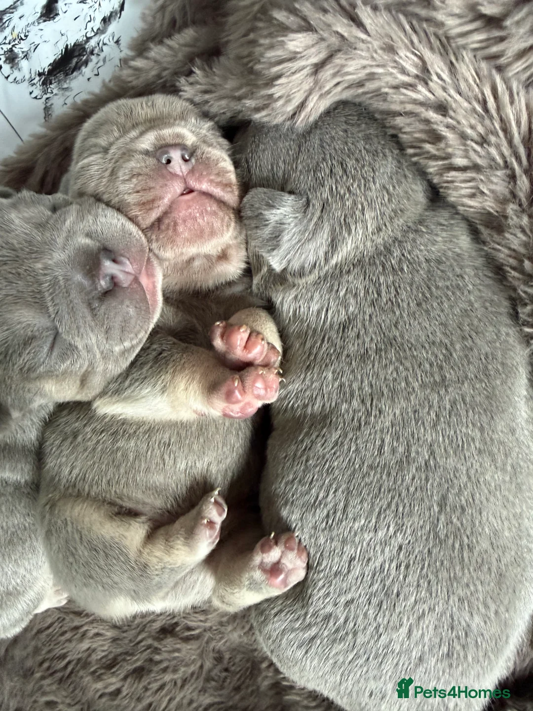 French Bulldog dogs for sale: Lilac & Tan KC Reg French Bulldog puppies  - Advert 9