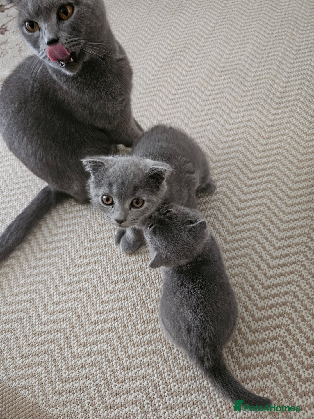 British Shorthair cats for sale: British Shorthair x Scottish Fold - Image 2