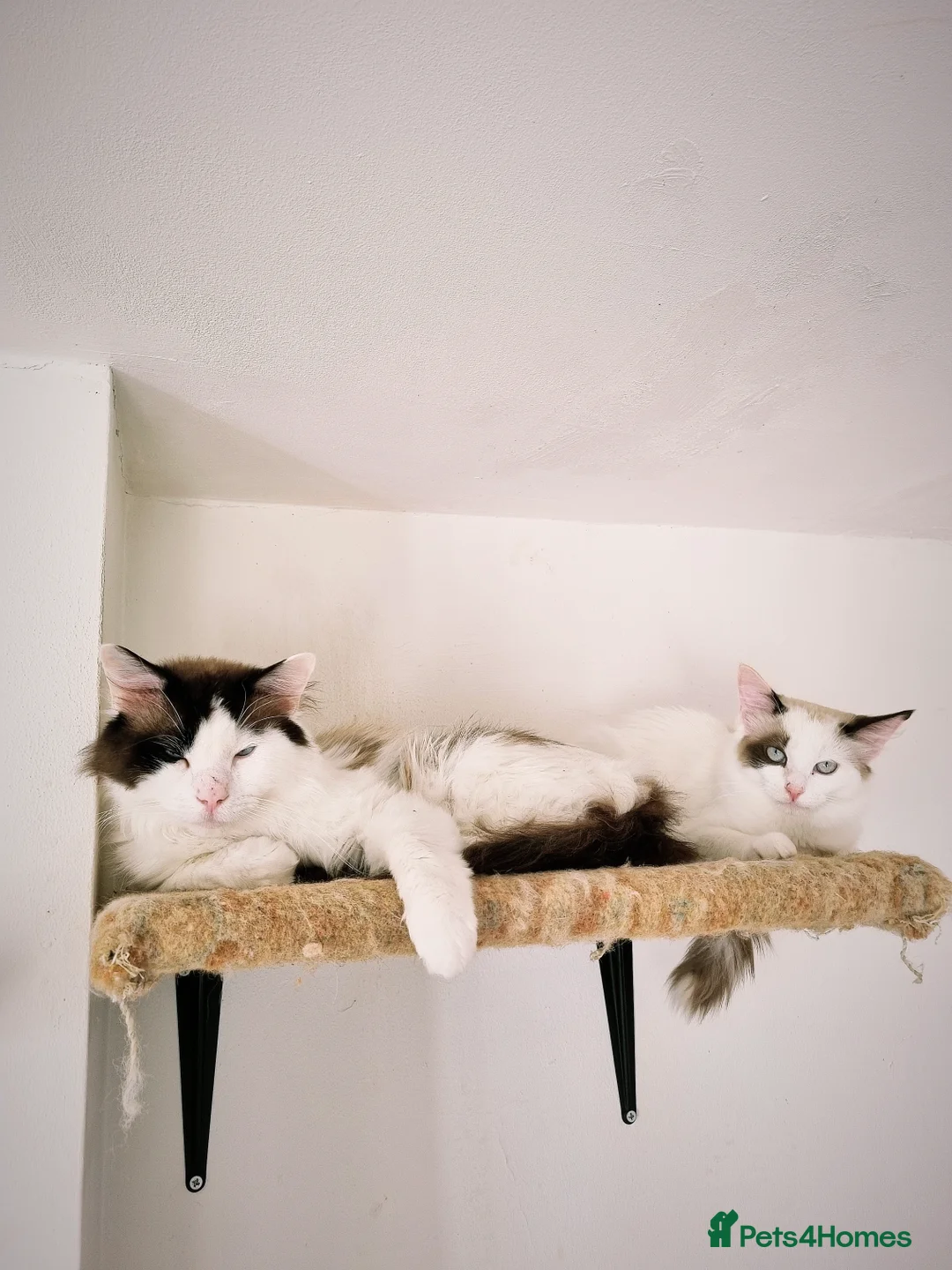 Ragdoll cats for sale: Ragdoll kittens  - Image 12