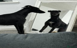 Lurcher dogs for sale: Four-year-old lurcher for sale - Image 8