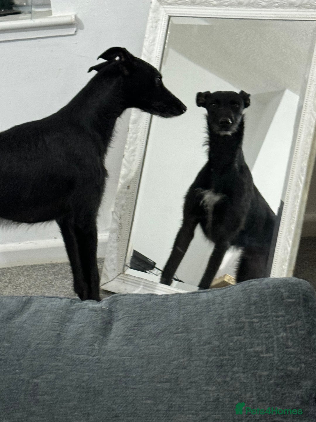 Lurcher dogs for sale: Four-year-old lurcher for sale - Image 8