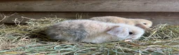 Mini Lop rabbits for sale: Gorgeous pure Mini lops  - Advert 3