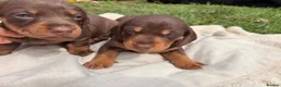 Miniature Dachshund dogs for sale: One female available 🏡 ready to leave  - Advert 11